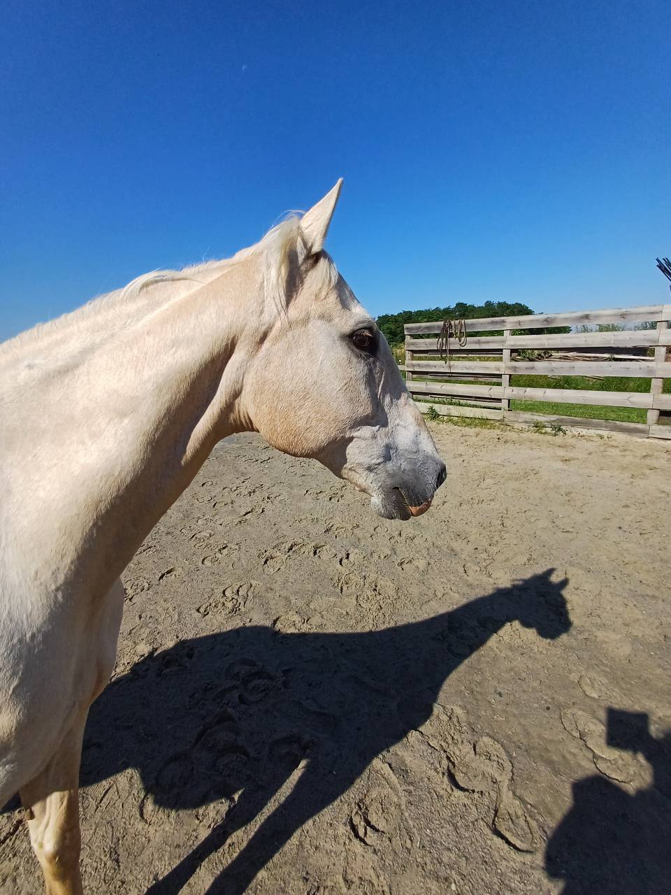 Cheval espagnol - CDE - 15 ans - Loisirs