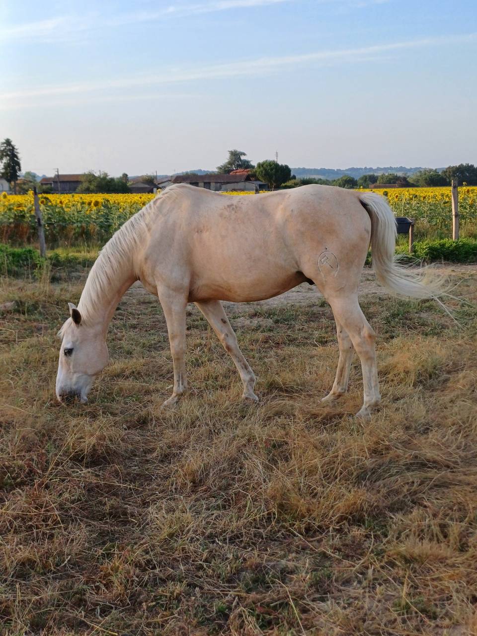 Cheval espagnol - CDE - 15 ans - Loisirs