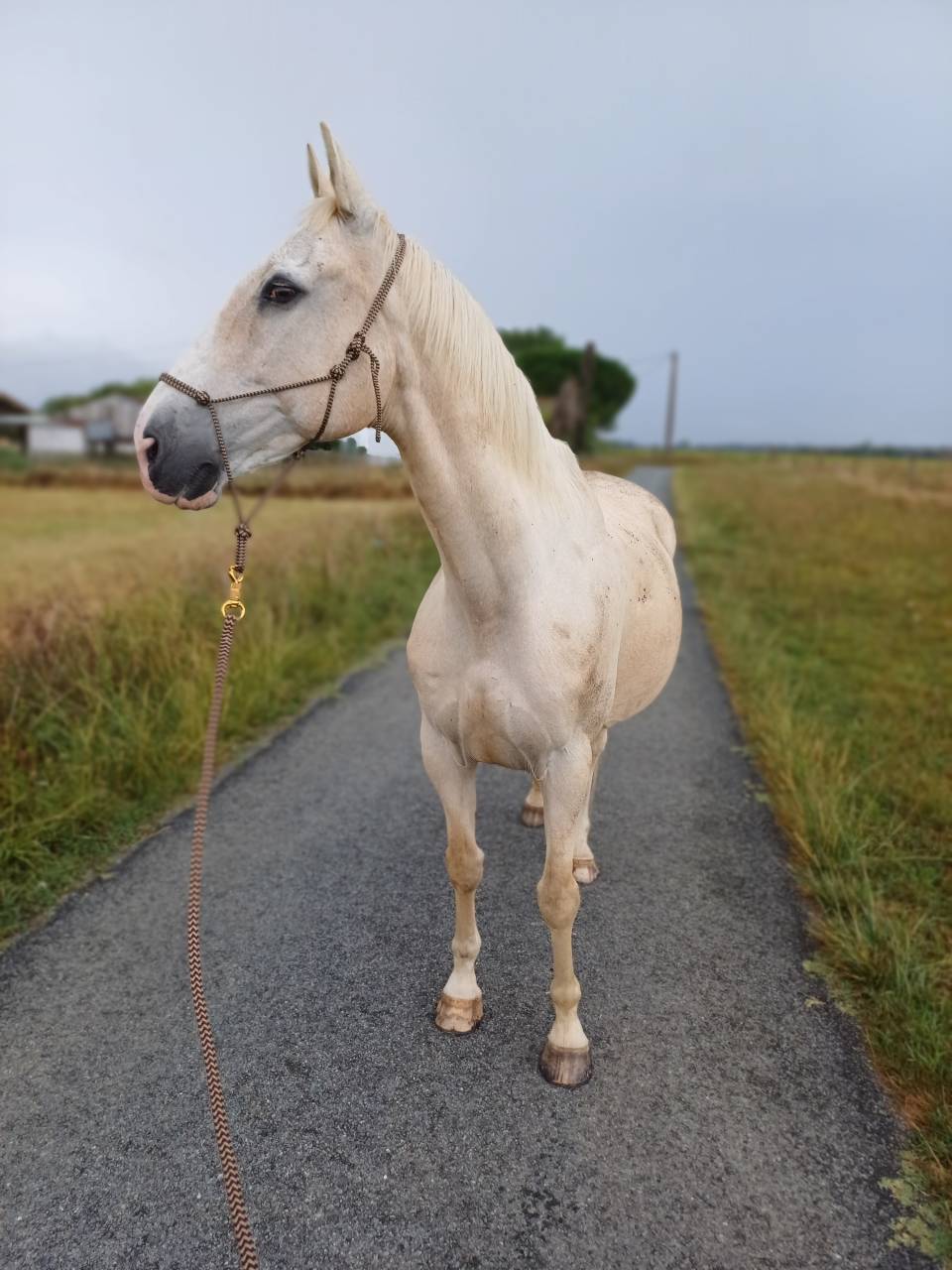 Cheval espagnol - CDE - 15 ans - Loisirs