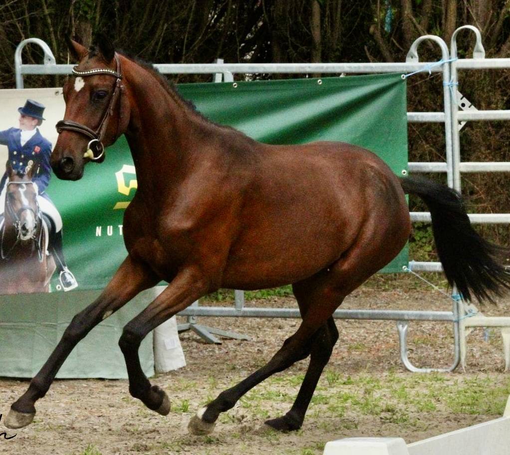 Nakano de Marli&egrave;re 