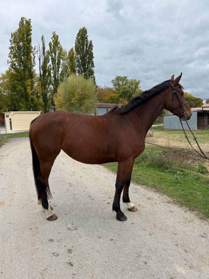 &Agrave; vendre JUMENT DE SPORT de 5 ans