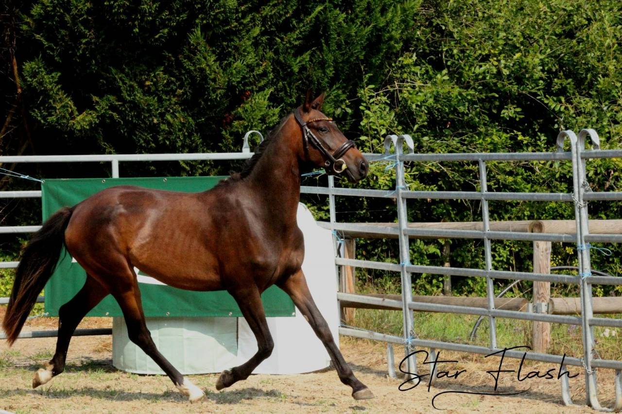 Natty Boop de Marli&egrave;re