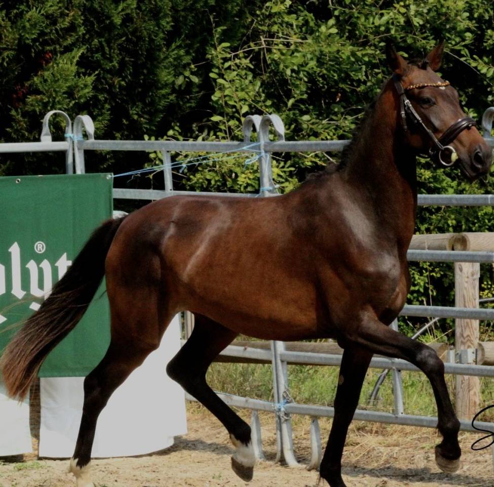 Natty Boop de Marli&egrave;re