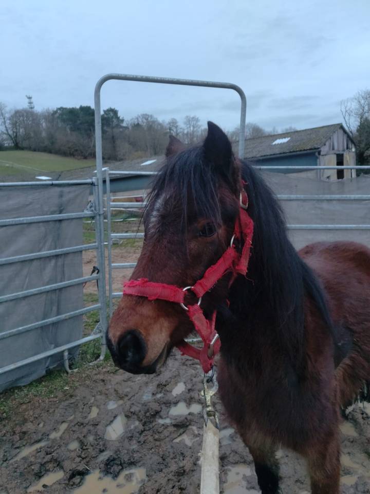 Marouette d'Arquetan