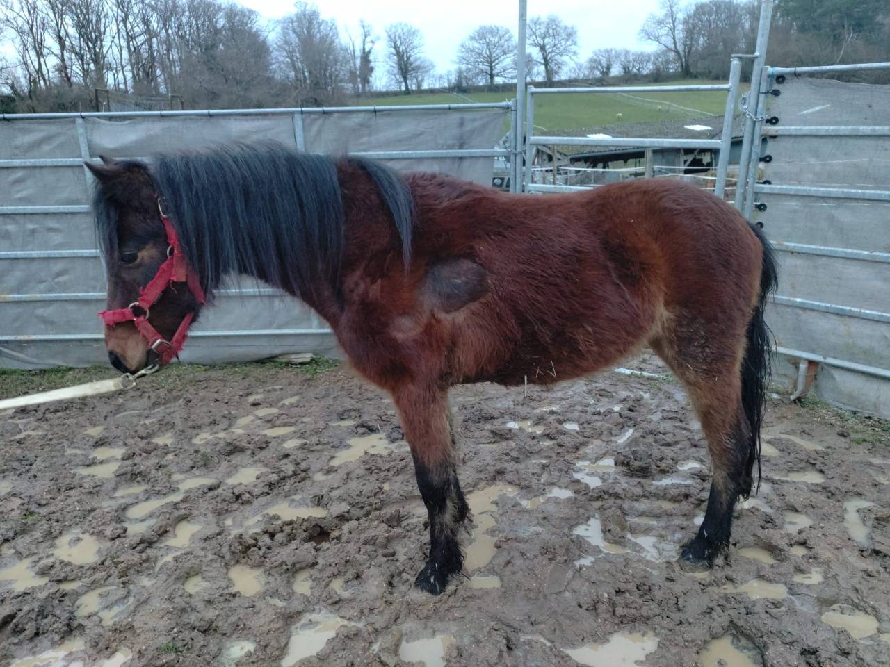 Marouette d'Arquetan