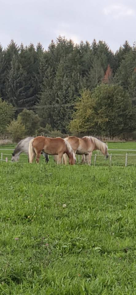 Lot de 2 haflinger