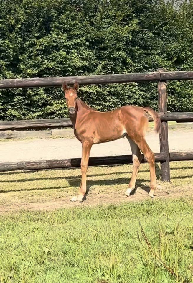 Magnifique pouliche par Cap Kennedy 