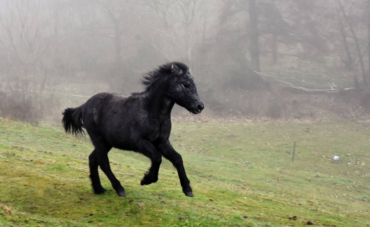 Pouliche Poney Welsh Part Bred