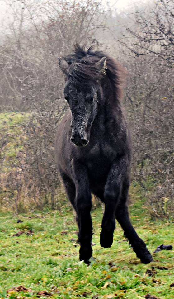 Pouliche Poney Welsh Part Bred