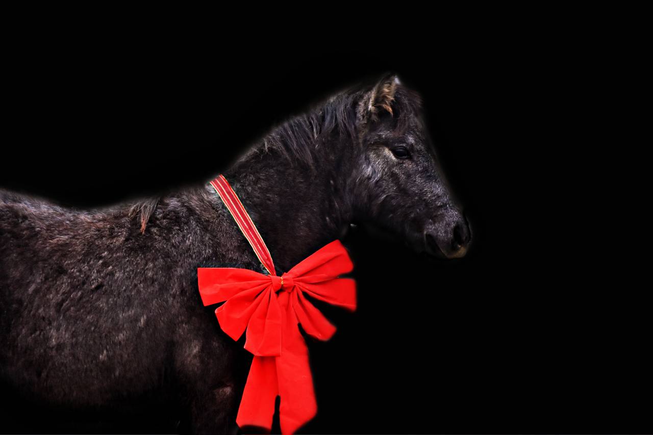 Pouliche Poney Welsh Part Bred