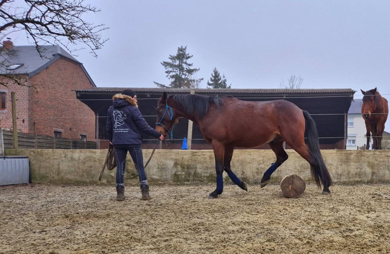 Adorable poulain de 3ans 