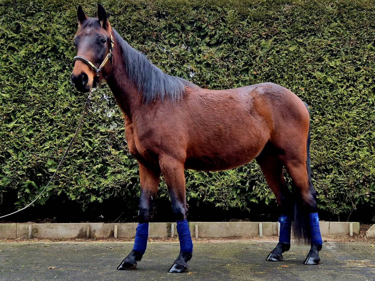 Adorable poulain de 3ans 