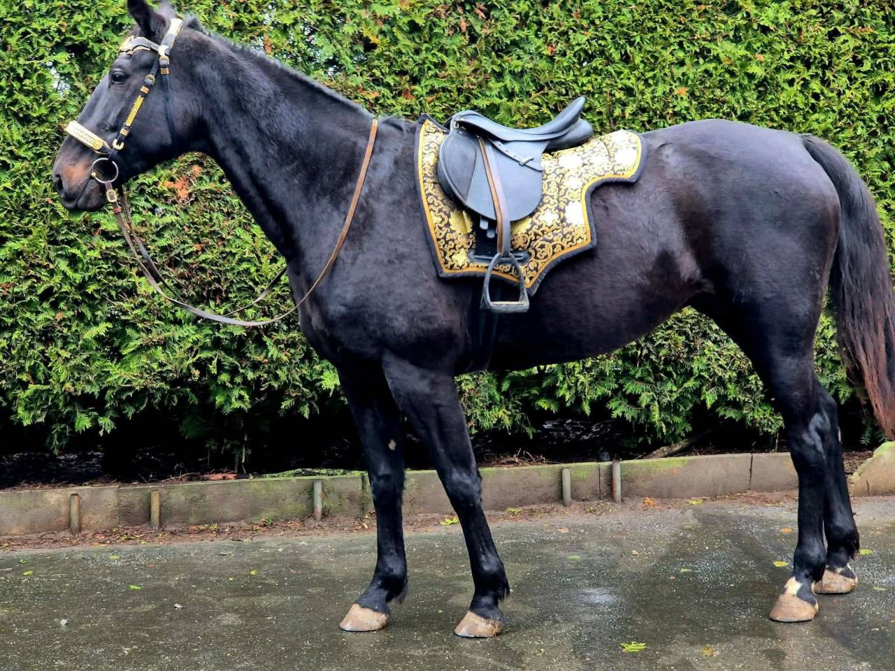 Superbe jument de 10ans polyvalente 