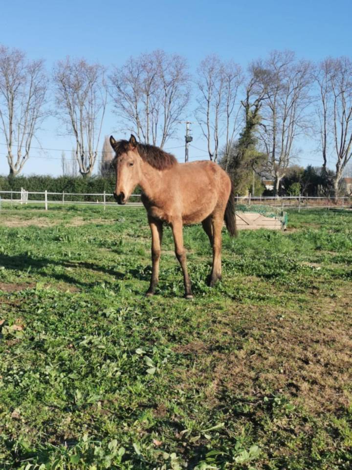 Pouliche lusitanienne 