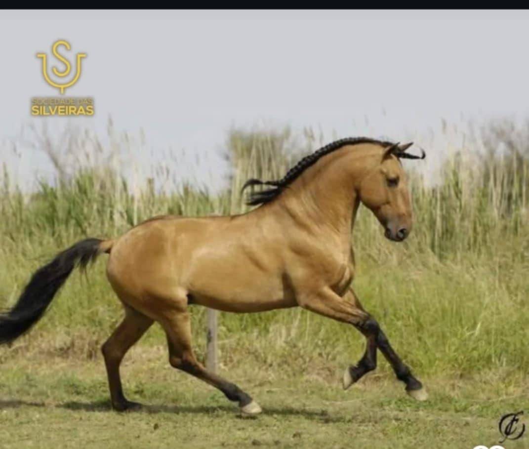 Pouliche lusitanienne 