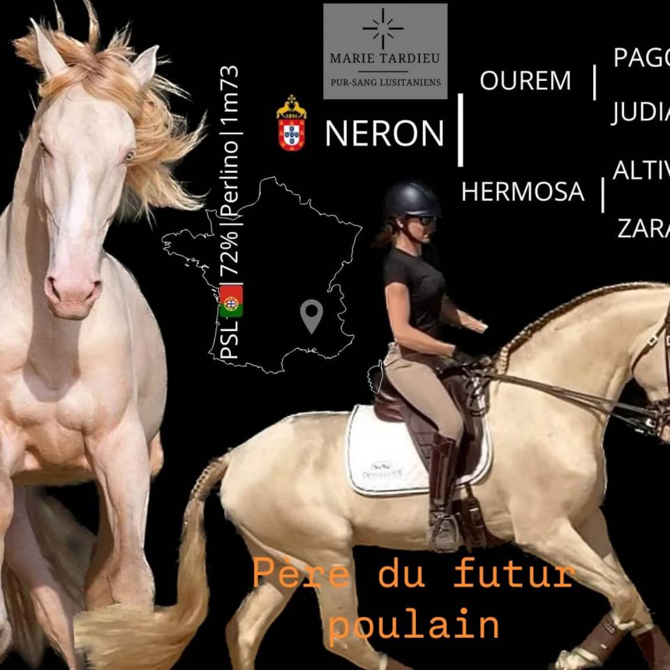 Jument lusitanienne pleine