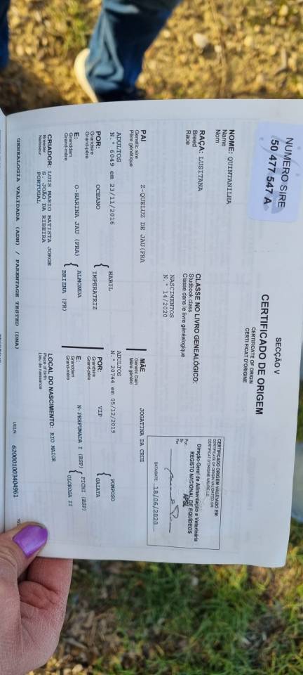 Jument lusitanienne pleine