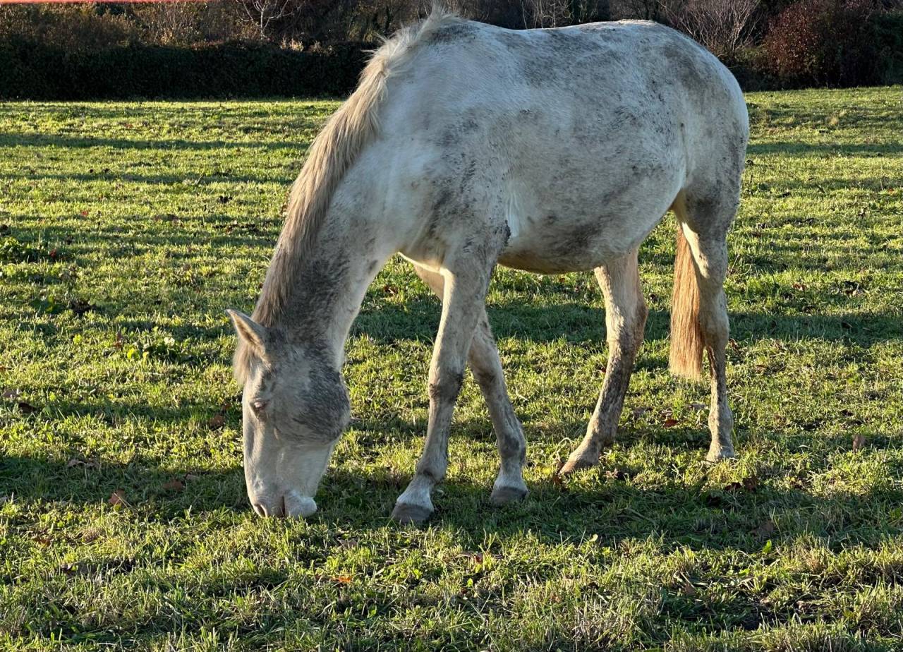 Jument lusitanienne pleine