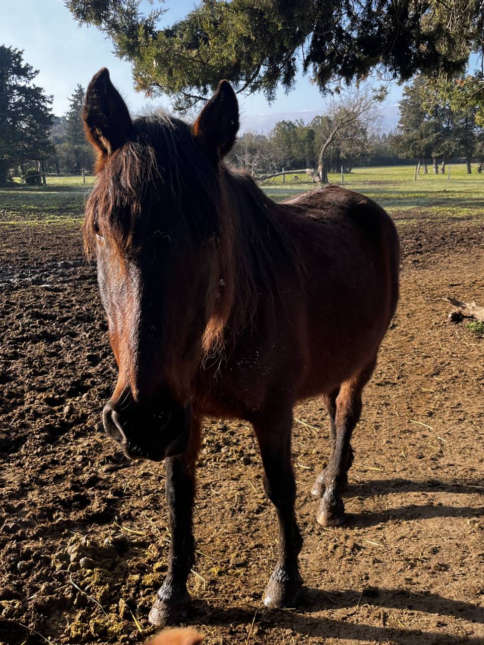 Jument &agrave; donner 