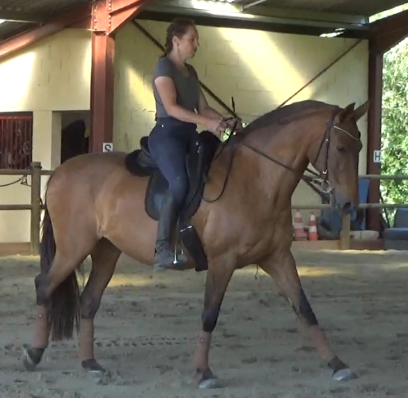 &Eacute;quitation Baliros, l'&eacute;quitation &agrave; domicile.