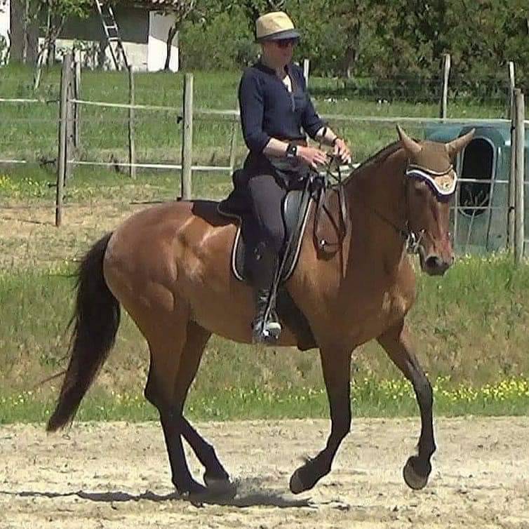 &Eacute;quitation Baliros, l'&eacute;quitation &agrave; domicile.