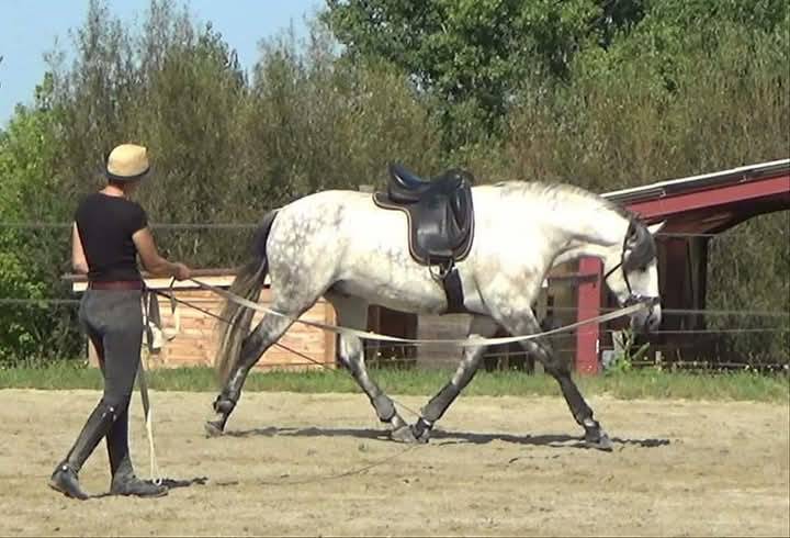 &Eacute;quitation Baliros, l'&eacute;quitation &agrave; domicile.