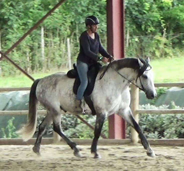 &Eacute;quitation Baliros, l'&eacute;quitation &agrave; domicile.