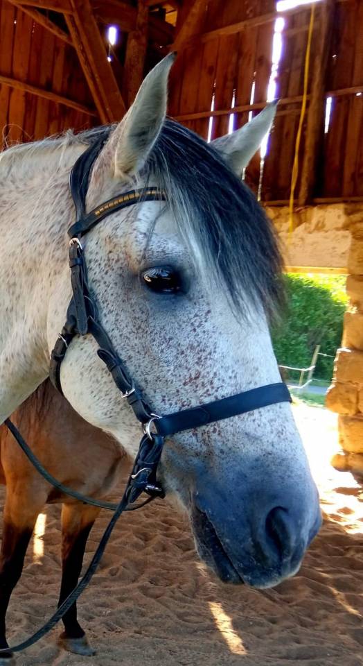 &Eacute;quitation Baliros, l'&eacute;quitation &agrave; domicile.