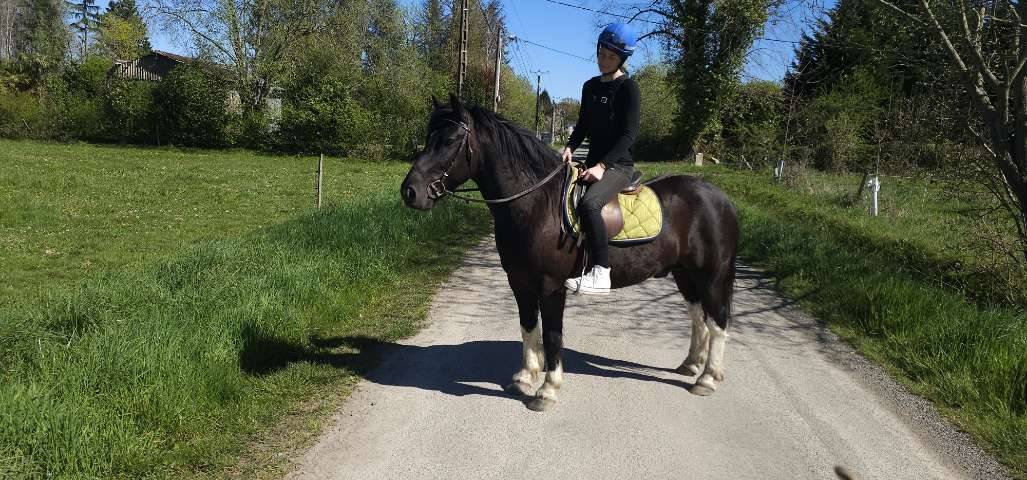 Poney ONC pie noir