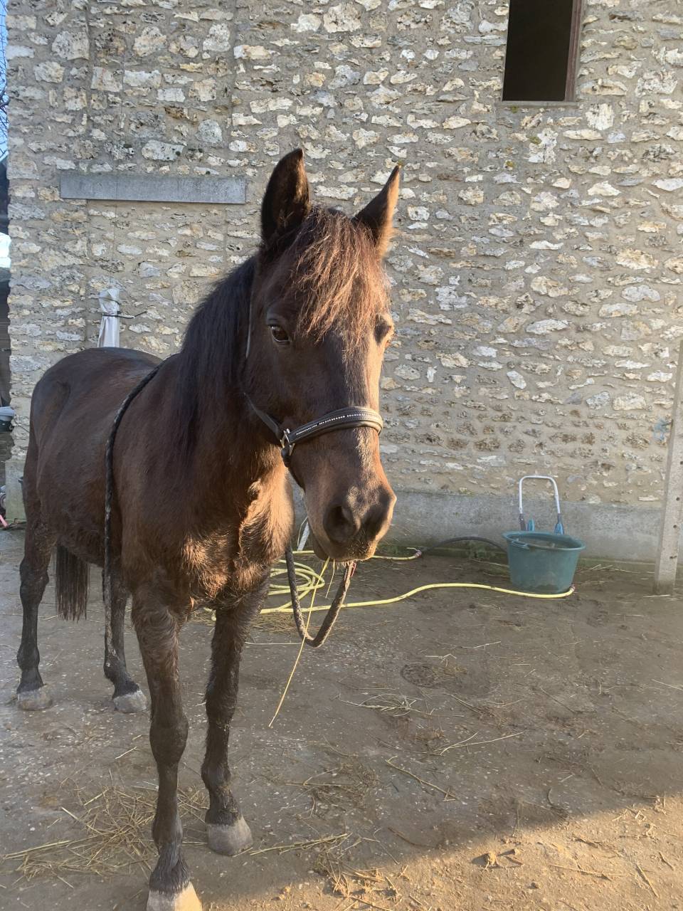 Ponette &agrave; vendre 