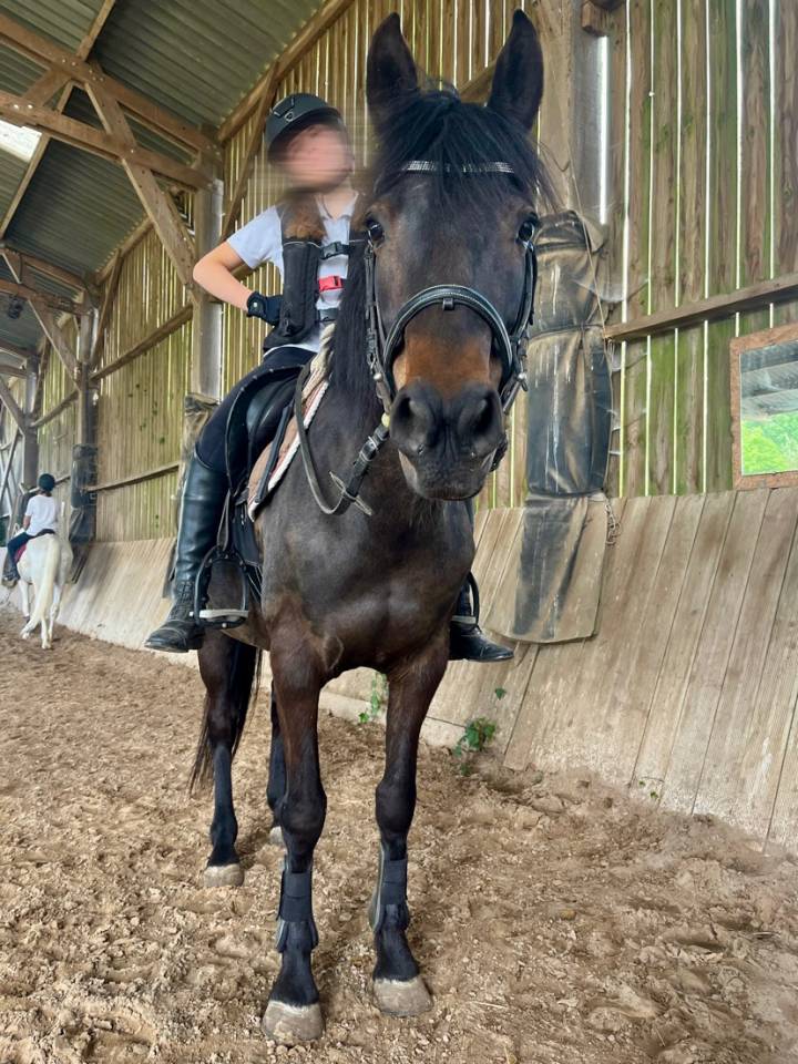 Ponette &agrave; vendre 