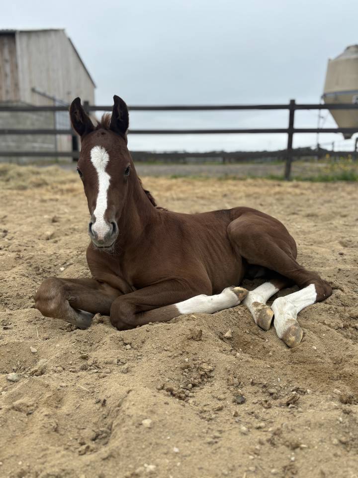 Opportunit&eacute; poulain SF belle lign&eacute;e 