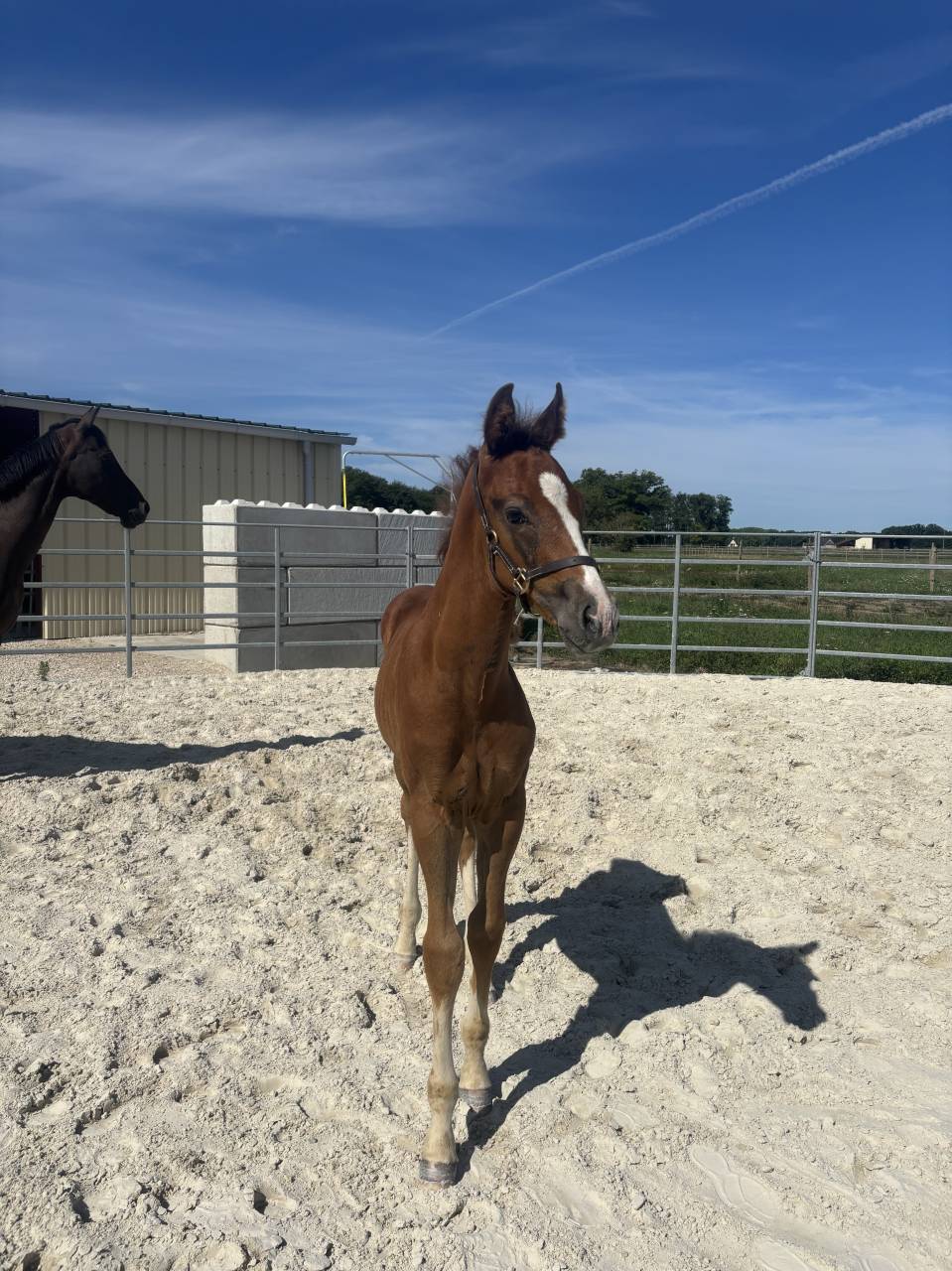 Opportunit&eacute; poulain SF belle lign&eacute;e 