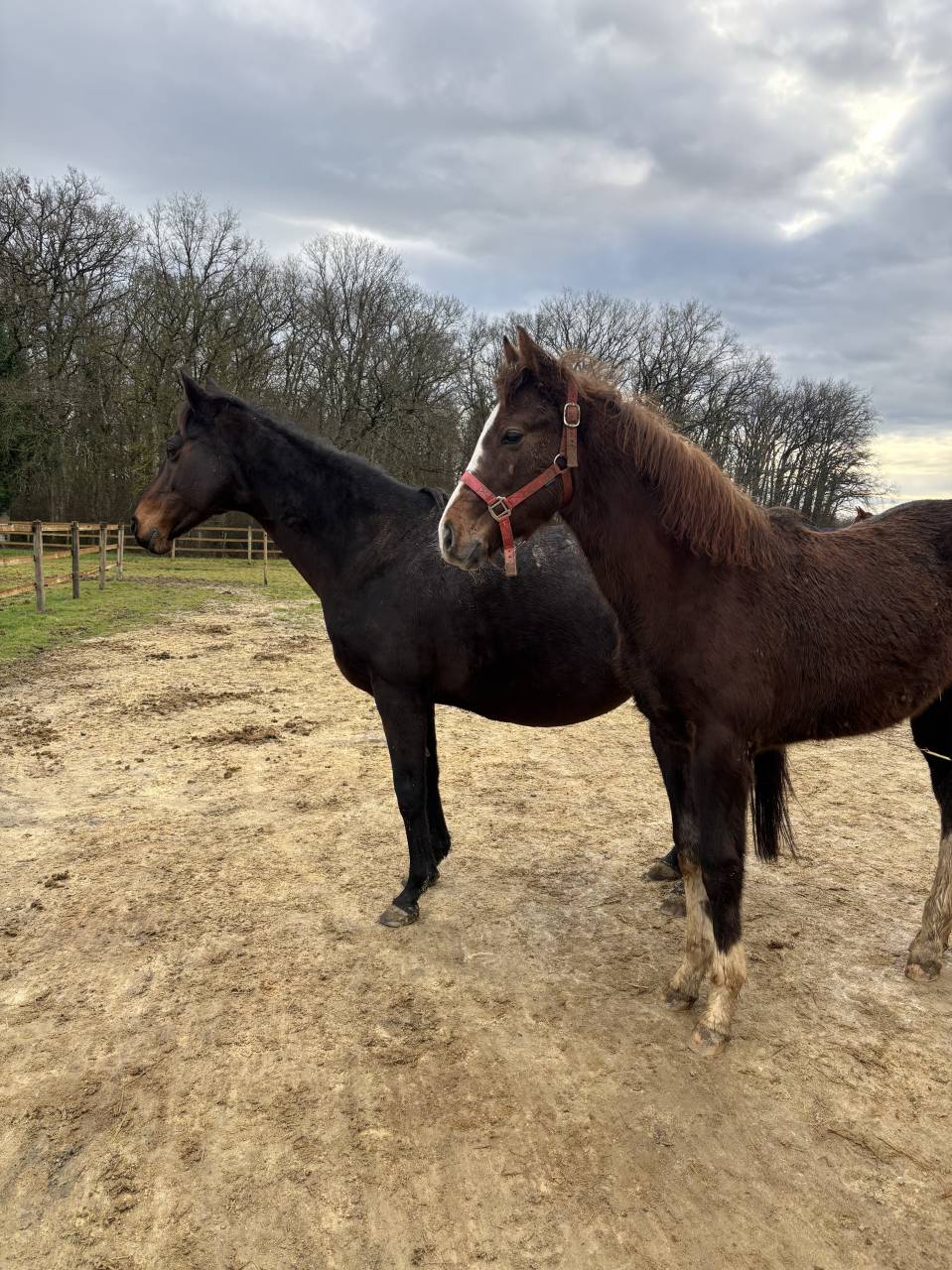 Opportunit&eacute; poulain SF belle lign&eacute;e 