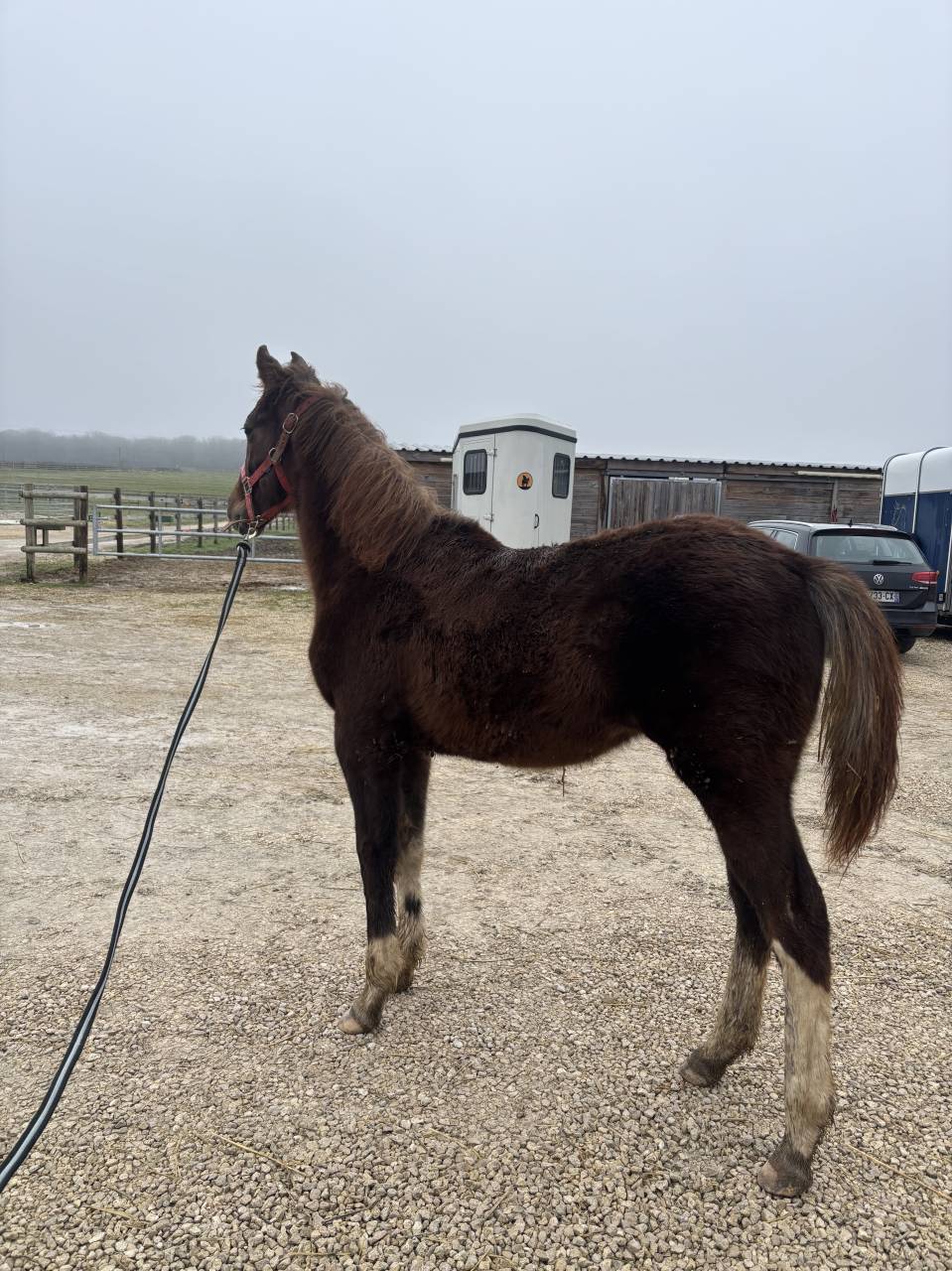 Opportunit&eacute; poulain SF belle lign&eacute;e 