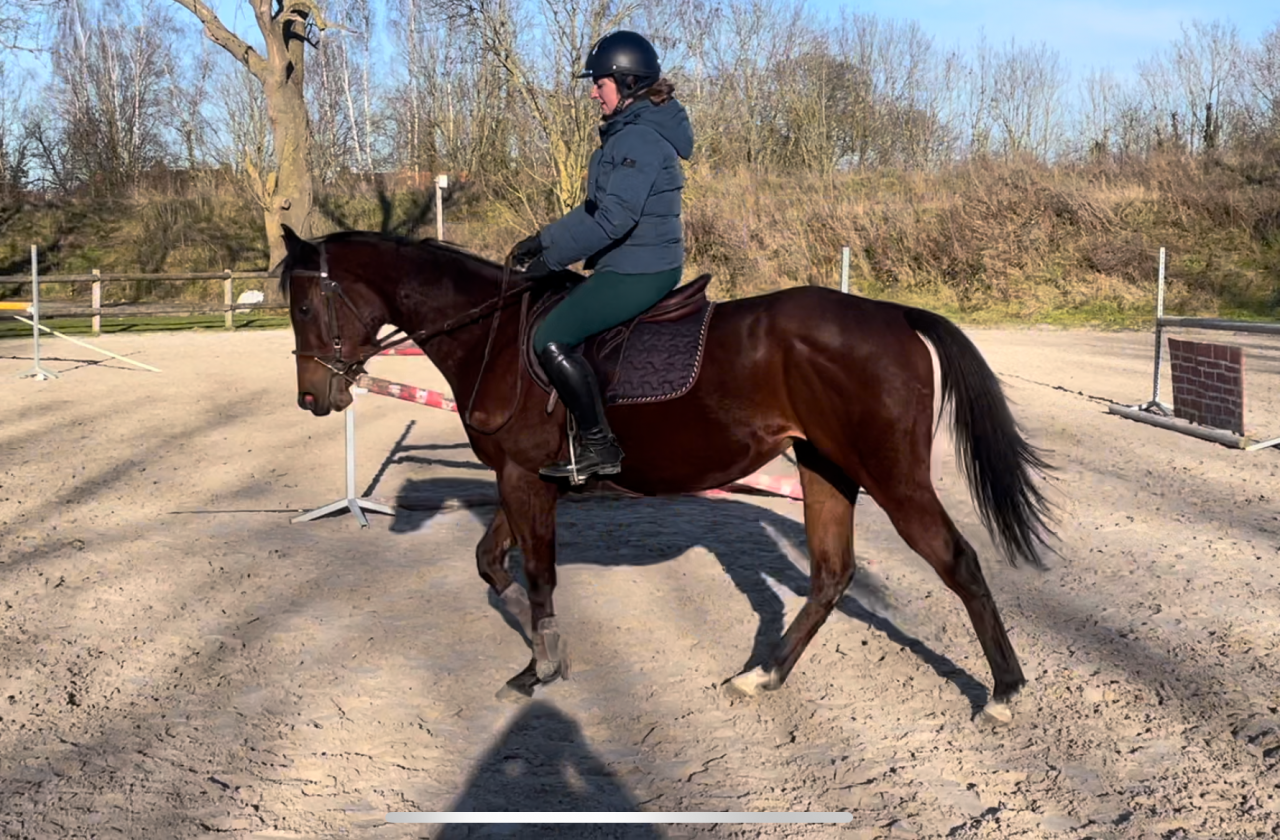 Jument pur-sang - 4 ans