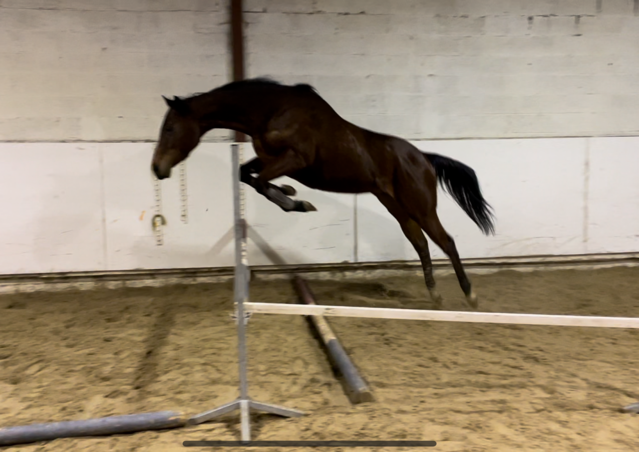 Jument pur-sang - 4 ans