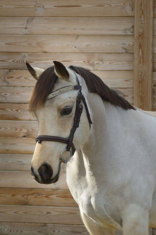 Ponette &agrave; vendre welsh par bred   Isabelle 