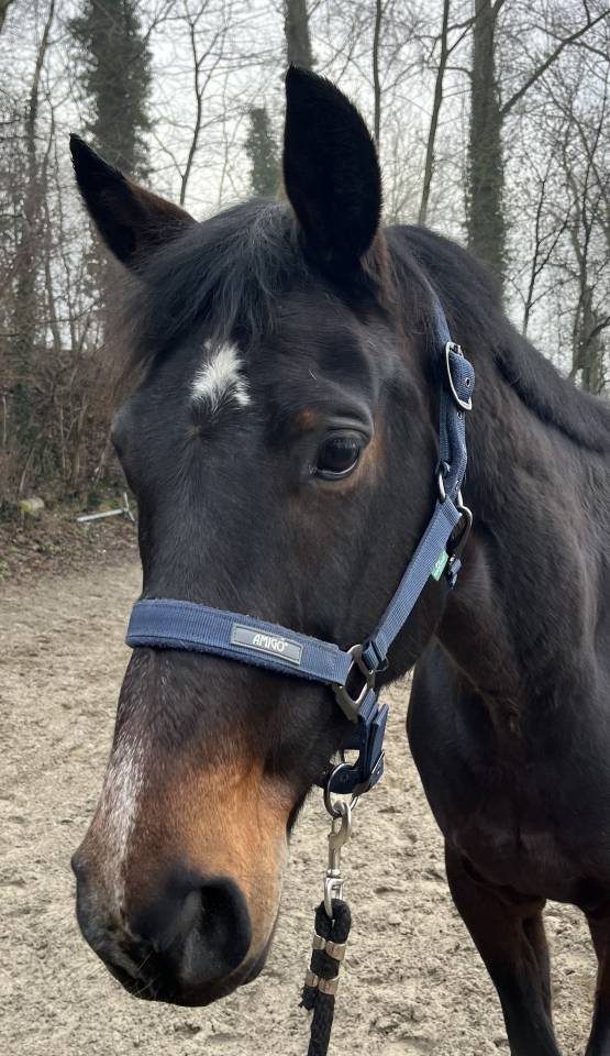 Jolie jument KWPN de 11 ans, +- 1m68