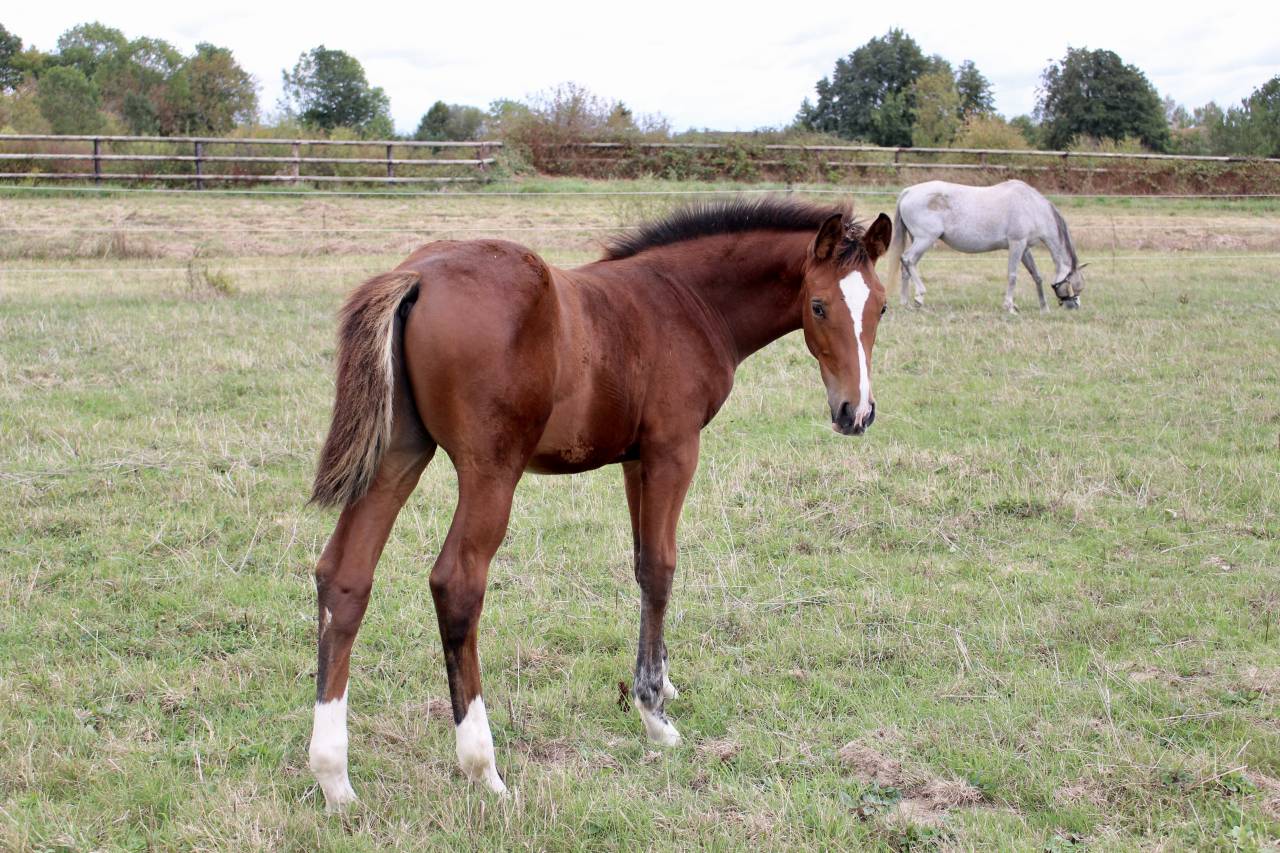 Magnifique poulain SF 