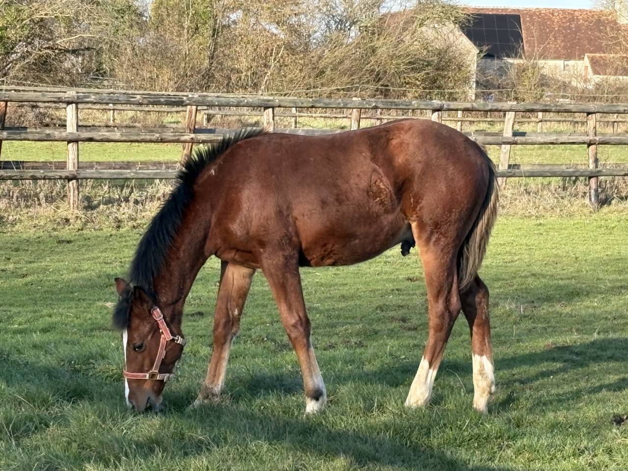 Magnifique poulain SF 