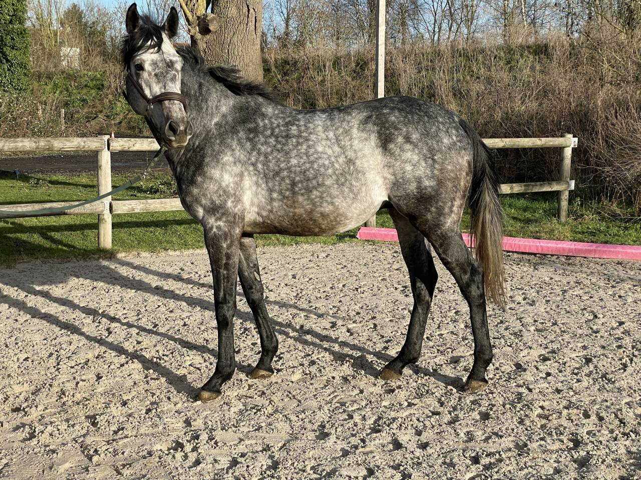 Pur-sang - 4 ans - Entier