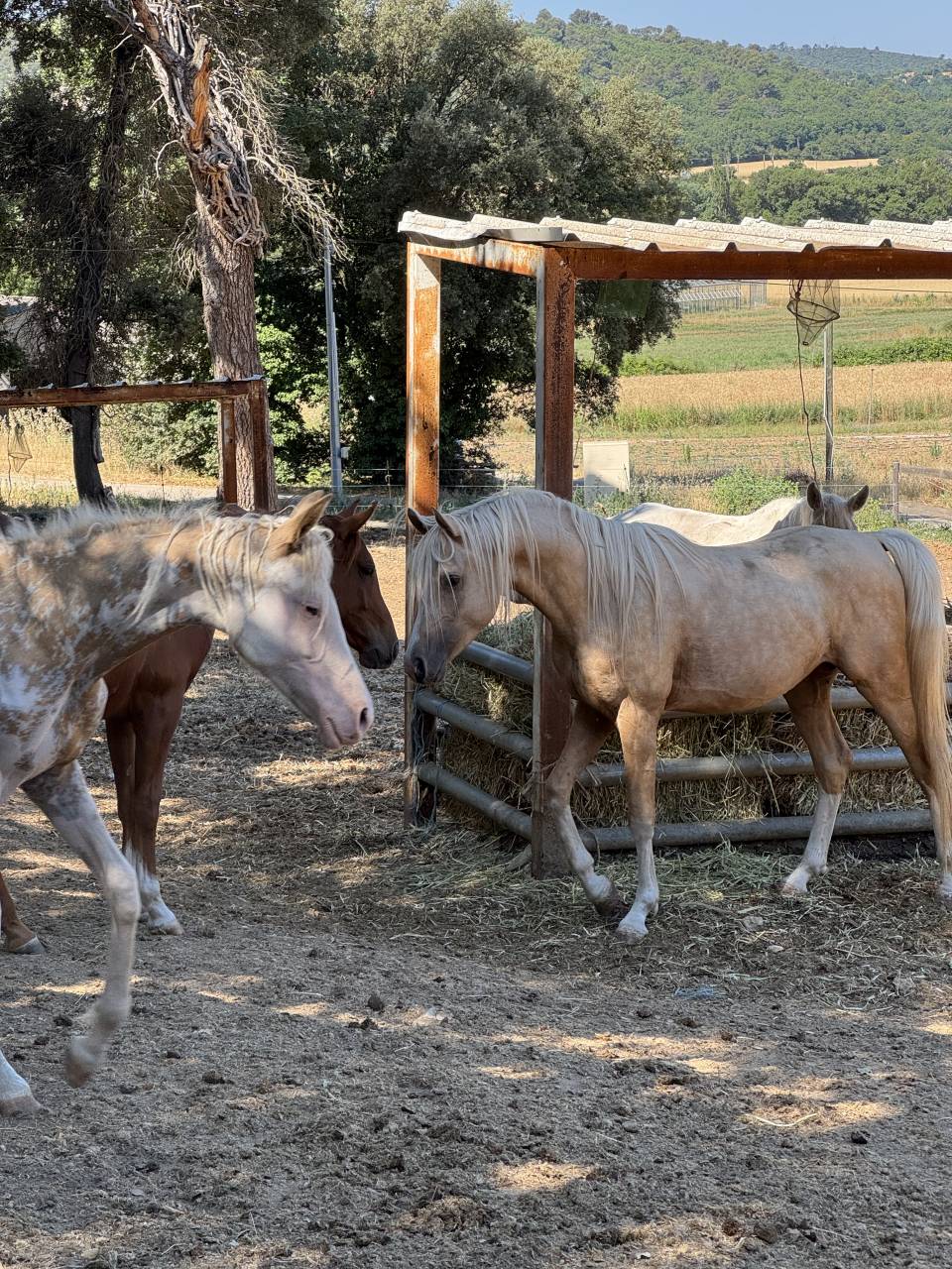&Eacute;talon DSA palomino