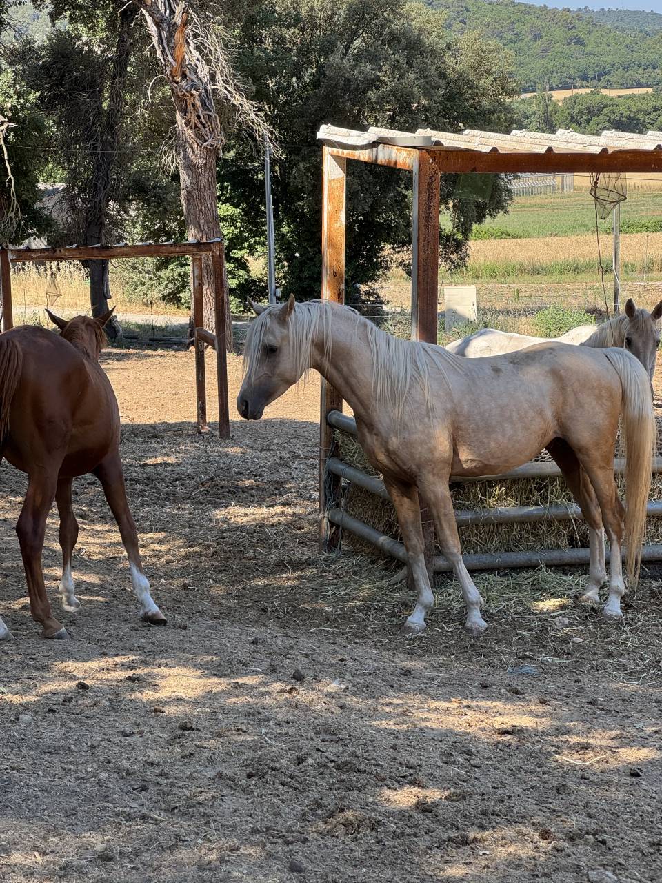 &Eacute;talon DSA palomino