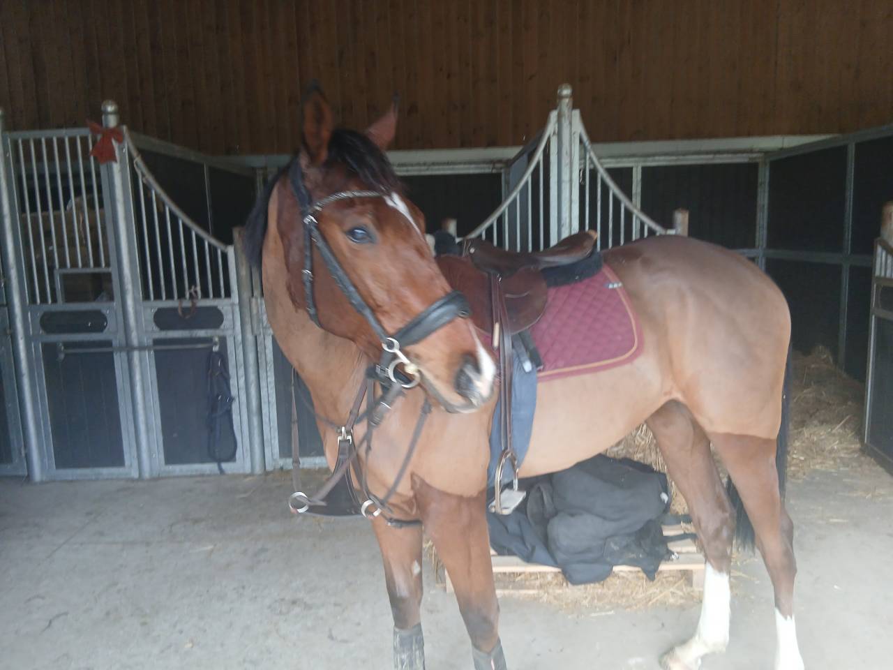 Pur sang r&eacute;form&eacute; des courses Id&eacute;al loisirs chasse