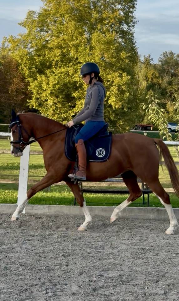 Ponette belge 4 ans dressage/polyvalente