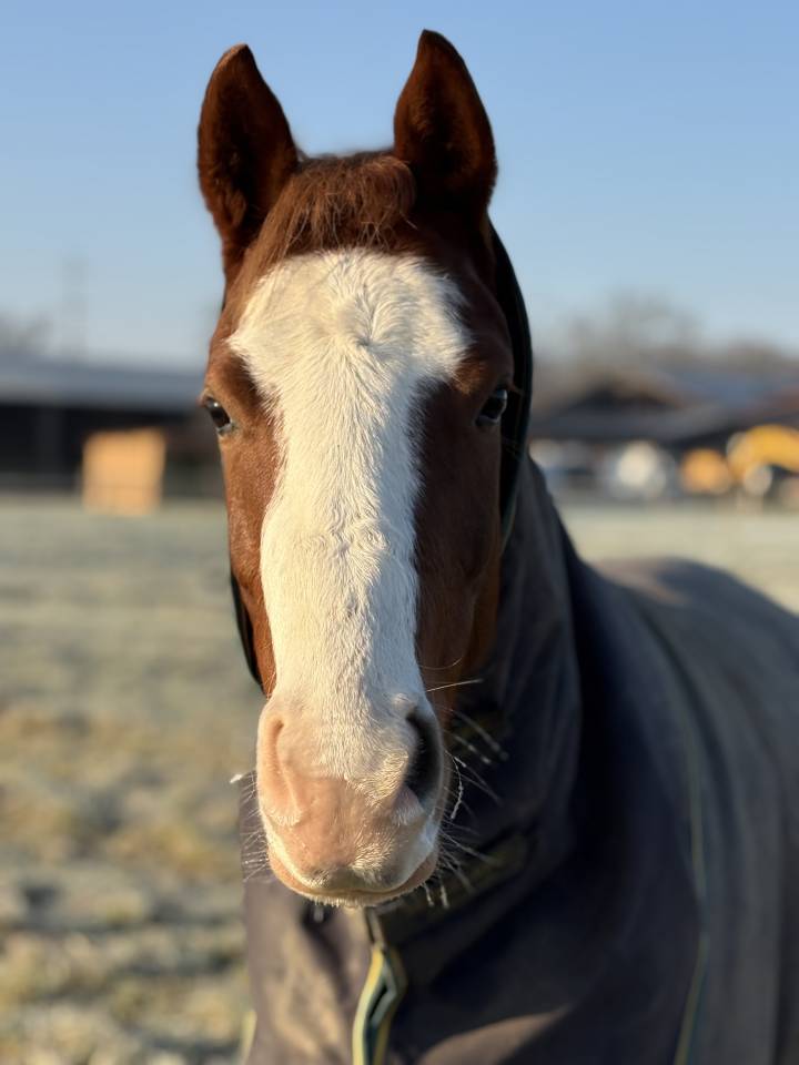 Ponette belge 4 ans dressage/polyvalente