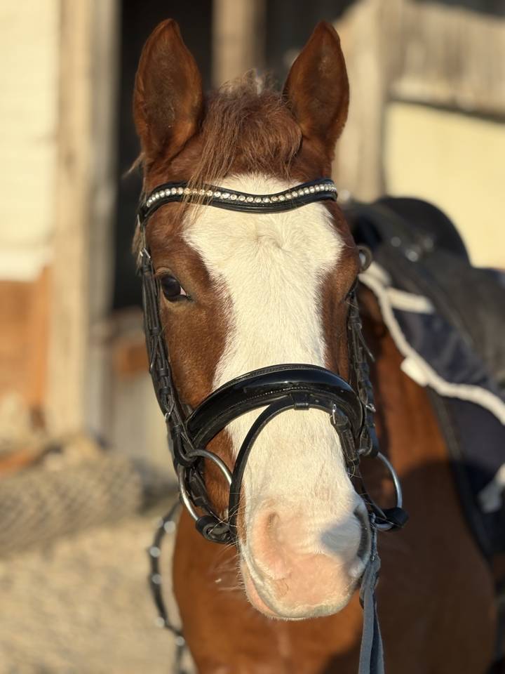 Ponette belge 4 ans dressage/polyvalente
