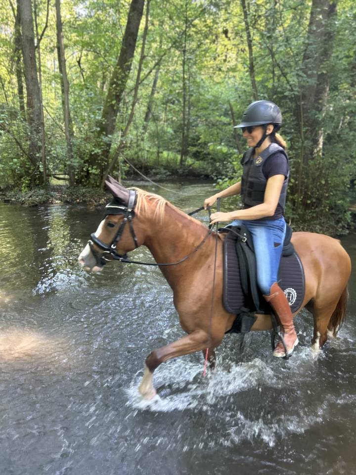 Ponette belge 4 ans dressage/polyvalente