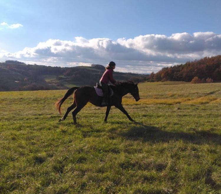 ENSEIGNANT D' EQUITATION